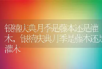 银禧庆典月季是藤本还是灌木