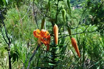 萱草花和黄花菜是一个东西吗