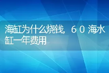 海缸为什么烧钱,60海水缸一年费用