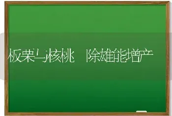 板栗与核桃 除雄能增产