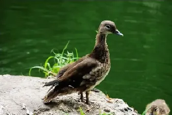 鹅和鸭子的区别有哪些