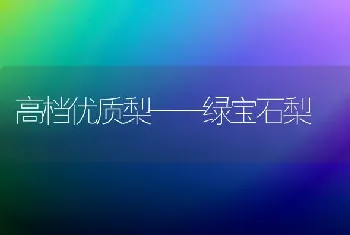 高档优质梨——绿宝石梨