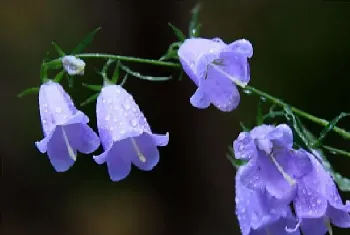 风铃花开败后怎样修剪