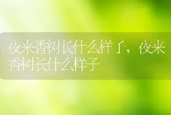 燕子掌怎么养长得更快