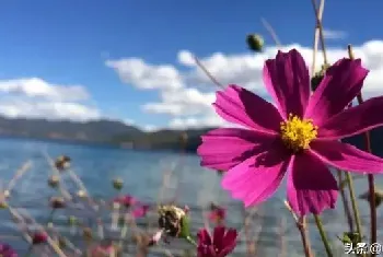 百花草五颜六色