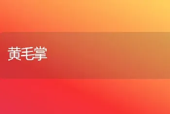 黄毛掌