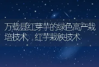 万载县红芽芋的绿色高产栽培技术