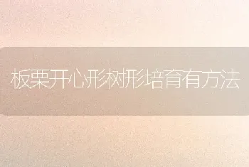 板栗开心形树形培育有方法