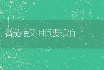 番茄摸叉时间要适宜