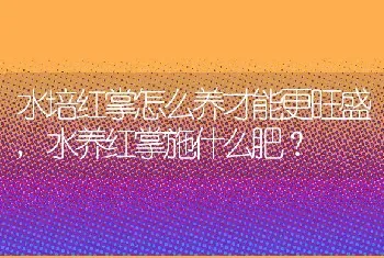 水培红掌怎么养才能更旺盛