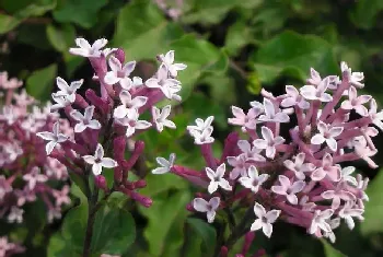 丁香花为什么叫鬼花