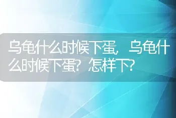 乌龟什么时候下蛋,乌龟什么时候下蛋?怎样下?