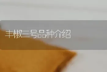 丰椒三号品种介绍