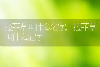 拉菲草叫什么名字