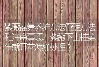 紫薇盆景养护方法管理方法和注意事项