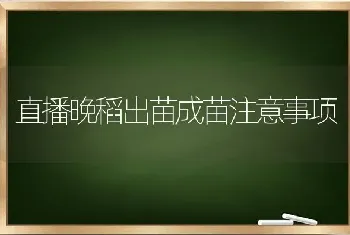 直播晚稻出苗成苗注意事项