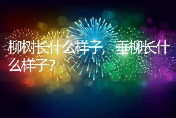 柳树长什么样子