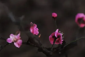 万紫千红是什么意思