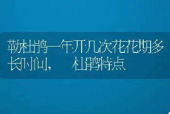 勒杜鹃一年开几次花花期多长时间