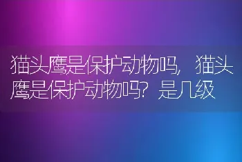 猫头鹰是保护动物吗