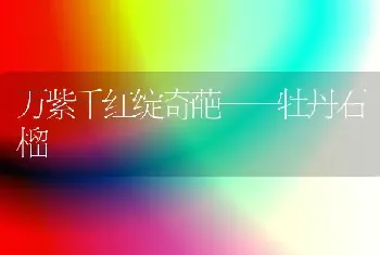 万紫千红绽奇葩——牡丹石榴