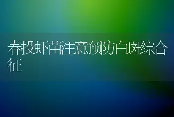 春投虾苗注意预防白斑综合征