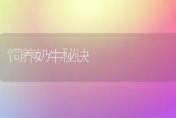 饲养奶牛秘诀