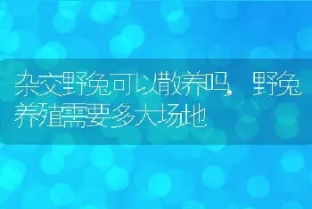 杂交野兔可以散养吗