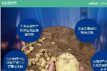 土豆拌种原因及预防方法