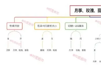 玫瑰月季蔷薇花怎么区别