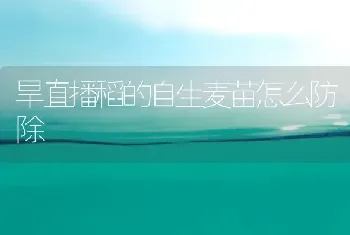 旱直播稻的自生麦苗怎么防除