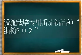 设施栽培专用番茄新品种“浙粉202”