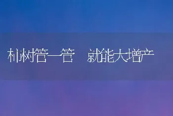 柿树管一管　就能大增产