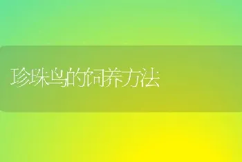 珍珠鸟的饲养方法