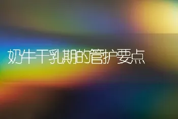 奶牛干乳期的管护要点