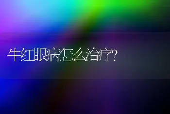 牛红眼病怎么治疗?