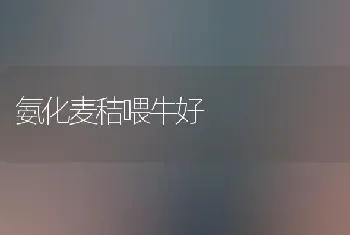 氨化麦秸喂牛好