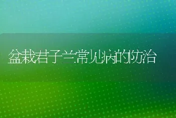 盆栽君子兰常见病的防治