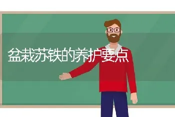 盆栽苏铁的养护要点