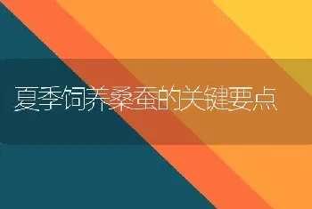 夏季饲养桑蚕的关键要点