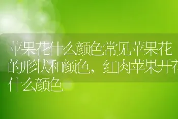 苹果花什么颜色常见苹果花的形状和颜色