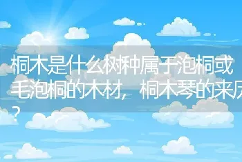 桐木是什么树种属于泡桐或毛泡桐的木材