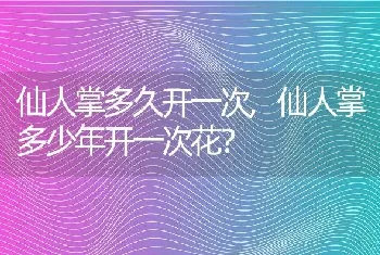 仙人掌多久开一次