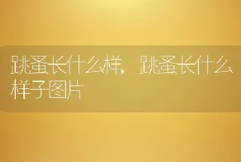 跳蚤长什么样