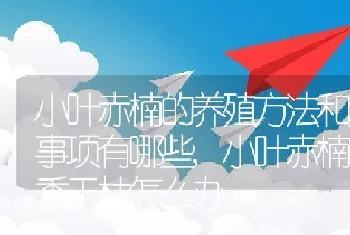 小叶赤楠的养殖方法和注意事项有哪些