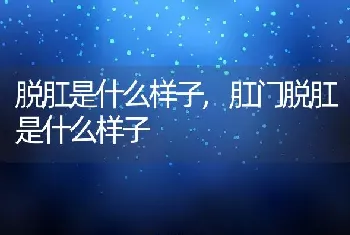 脱肛是什么样子