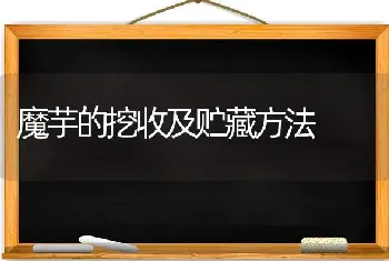 魔芋的挖收及贮藏方法