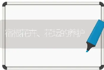 宿根花卉、花坛的养护