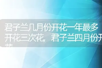 君子兰几月份开花一年最多开花三次花