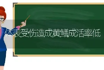 体表受伤造成黄鳝成活率低